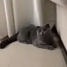 قطط