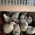 للبيع سمان حي ذكور وإنات