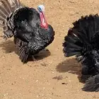 ديوك رومي يوجد ذبح
