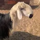 خروف نجدي فحل