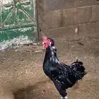 ديك ودجاجه مسروله