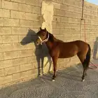 بونية معها مهرة للبيع او البدل