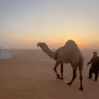 فحل اصفر منتج