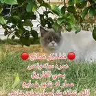 قط ضائع الشماسية