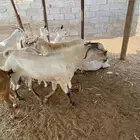 تيس بيشي