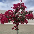 جهنميات