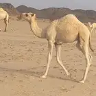 قعود قصب تحت امه