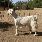 رباع جرم فاخر