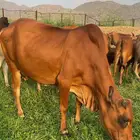 بقر مراح العدد24بلفحل