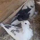 حمام للبيع