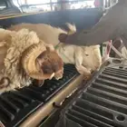 تيس وخروف فحول شرط صحه وعافيه. وقريع وإنتاج