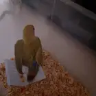 طير للتبني لوجه الله عز وجل