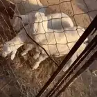 ثلاث طليان للبيع الموقع وادي حجر