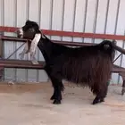 عنزين عوارض دفيع