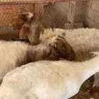 حيل تامه نعيم 2 وحده حبصيه ضهورها طيبه تامه سدس