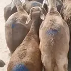 طليان ربعان للمناسبات والاعراس