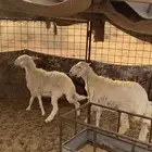 لبيع ذبائح طيبات بريات