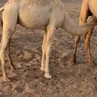 بكر شقحا عشرا ثنيه