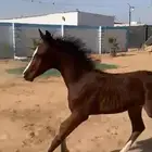 مهر عربي