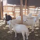 طليان للبيع في رابغ- البيع على السوم