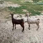 جفار عمانيات صلاليات بيور