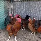 دجاج فرنسي احمر بياض وحضان