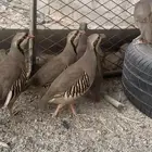 شنير وقطاء منتج شرط