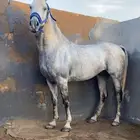 حصان جزيري شيخ