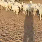 رخال العدد16