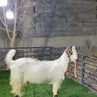 جفره ثنيه