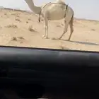 للبيع الضروبه الطيبه