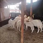اربع ضأن حريات متابيع