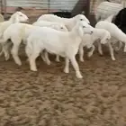 للبيع. بهم حري بريات يوجد تفريد ذبائح