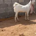 جفره مطوره فاخره