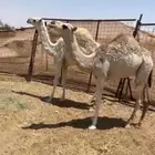 للبيع بكار على الحليب