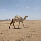 لقحه.