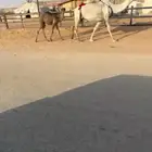 عشرا كفو معها قعود الديد كفو