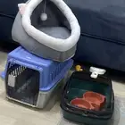 مستلزمات قط