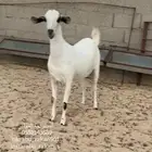 عنز بيشيه كحلا فاخره