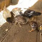 دجاج بكستاني ممتاز جدا