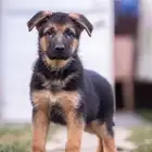 جراء جيرمن شيبرد الذاكبه جاهزه اليوم للاستيراد من روسيا