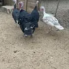 دجاج رومي