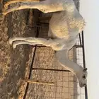 قعود مشروع فحل.على ولد الحاكم. جده الحاكم انتاج عندي القناي