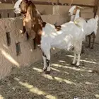 معزاء جروم فاخره ودفيع