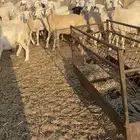 53 ضان حريات