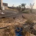 دجاج بلدي على الشرط وانتاج مافي الى دجاجه فرنسيه