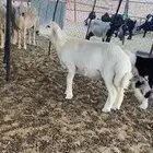 مشروع فحل معرف