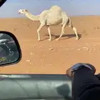 ناقه لبيع