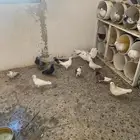 حمام للبيع