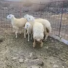 للبيع رخال مقاني 5